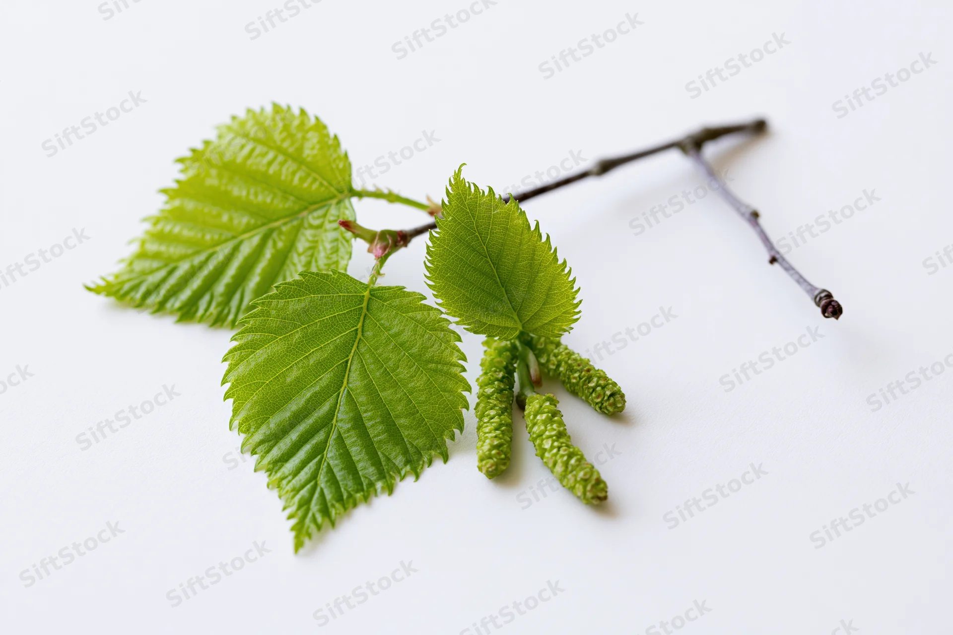 Birch branch with fresh green leaves and catkins on white background