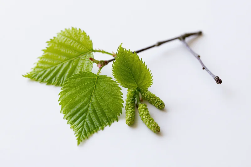 Birch branch with fresh green leaves and catkins on white background