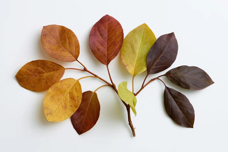 Dried autumn branch with colorful oval leaves arranged on white surface