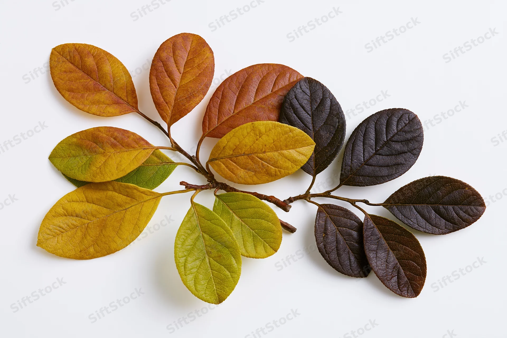 Dried autumn branch with oval leaves in color transition on white background