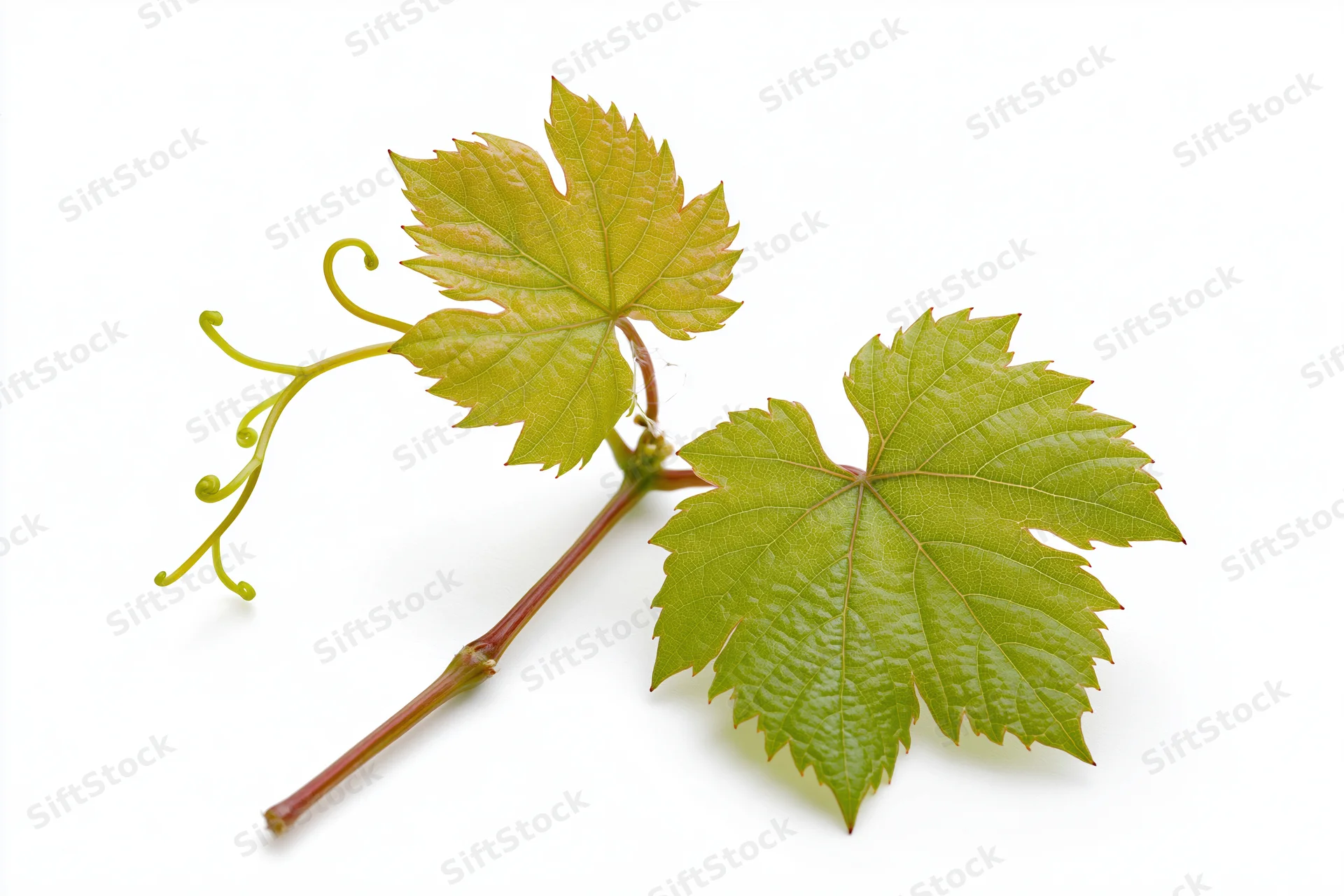 Grapevine sprig with two green leaves on white background