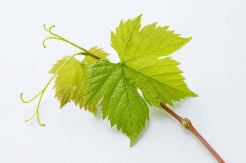 Grapevine sprig with fresh green leaves on white background