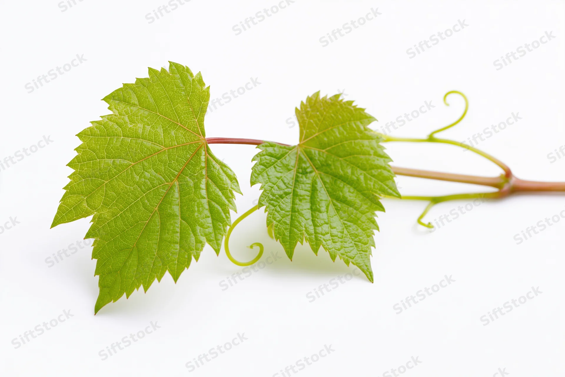 Grapevine sprig with two green leaves and tendrils on white background