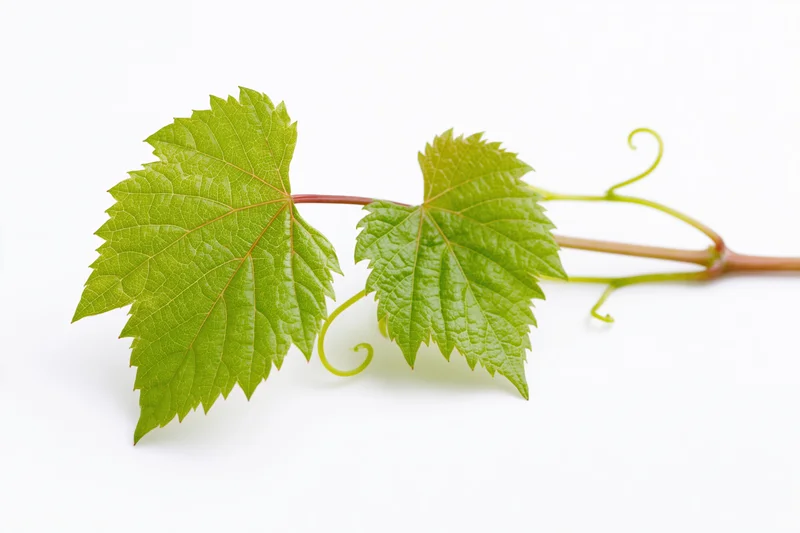 Grapevine sprig with two green leaves and tendrils on white background