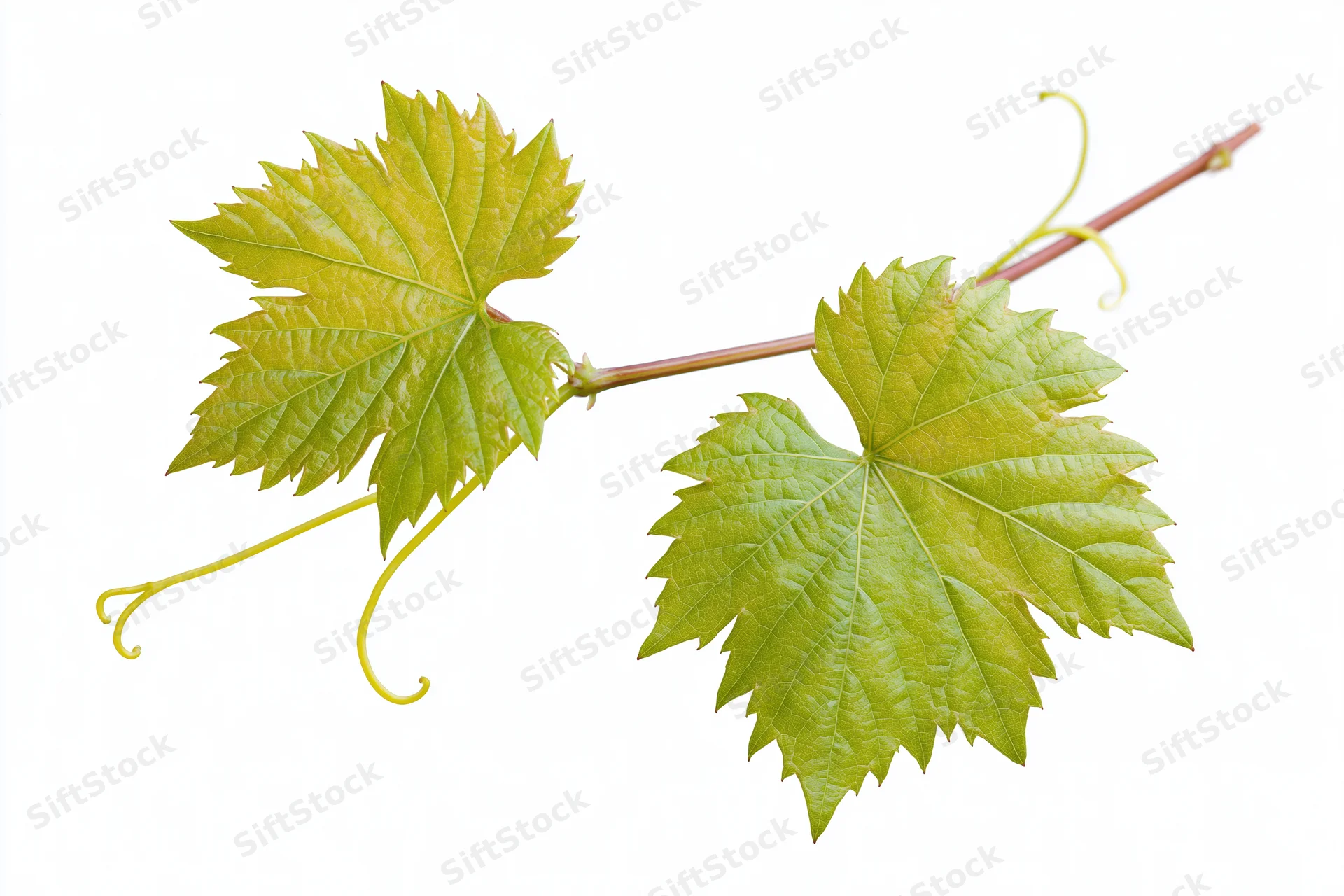 Grapevine sprig with two green leaves and tendrils on white background