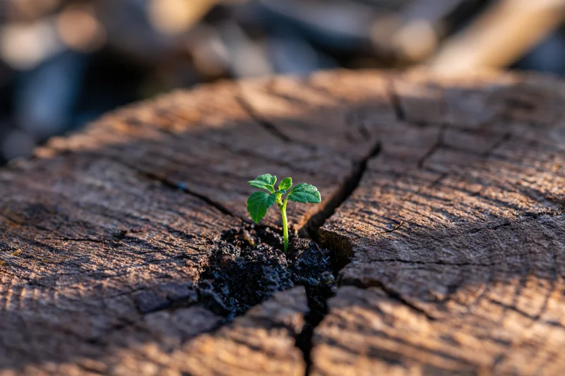 Small green seedling sprouting from crack in weathered tree stump outdoors