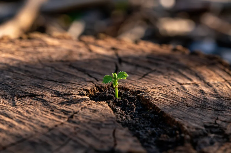 Small green seedling sprouting from cracked center of tree stump outdoors