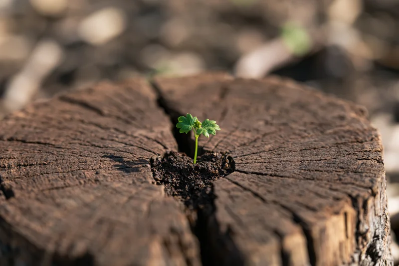 Small green seedling sprouting from cracked center of weathered tree stump in forest floor