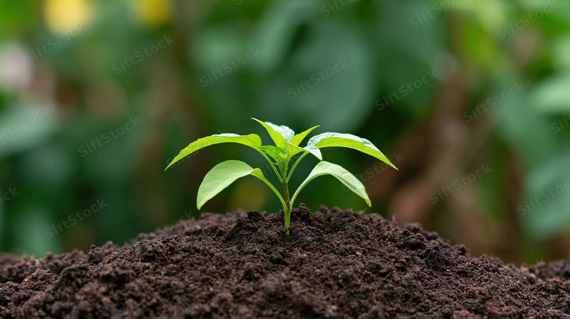 Small green seedling sprouting from dark soil in a garden setting