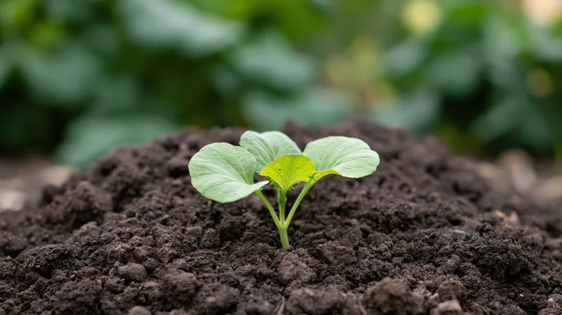 Small green seedling sprouting from dark soil in a garden