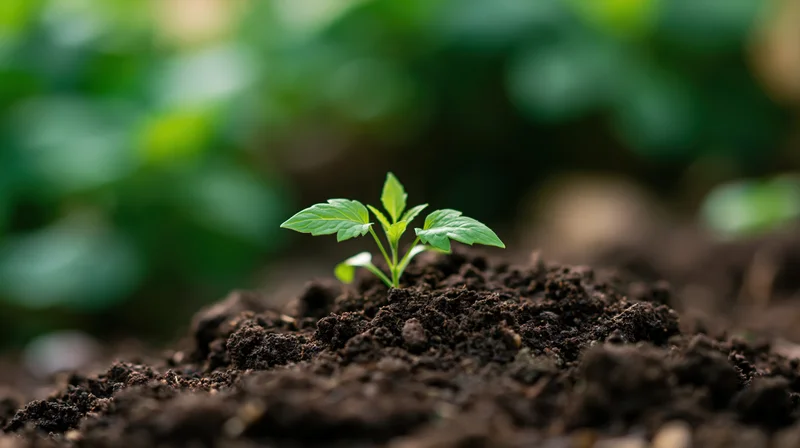 Small green seedling sprouting from dark soil in a garden setting