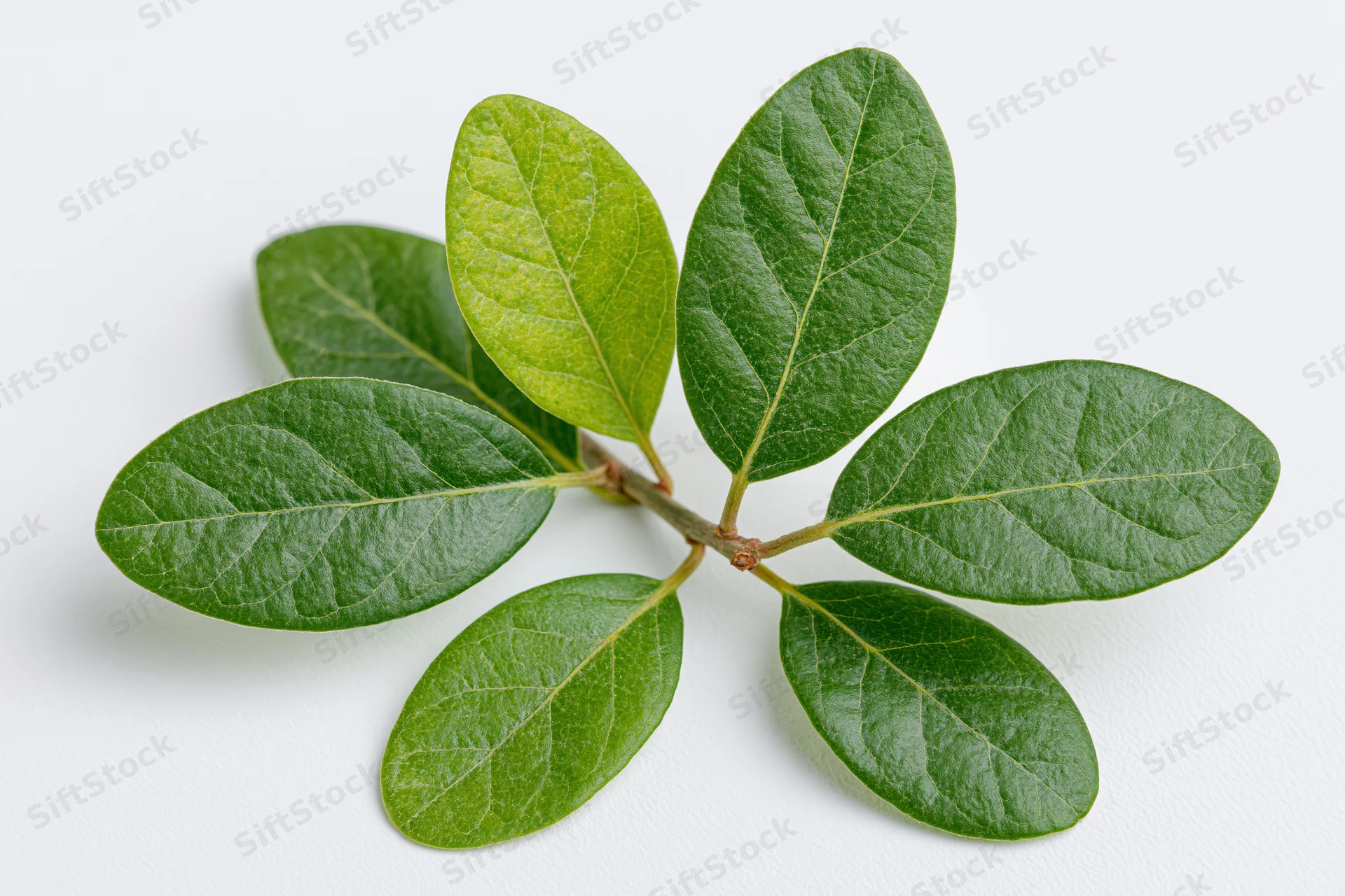 Small leafy branch with seven oval green leaves on white background