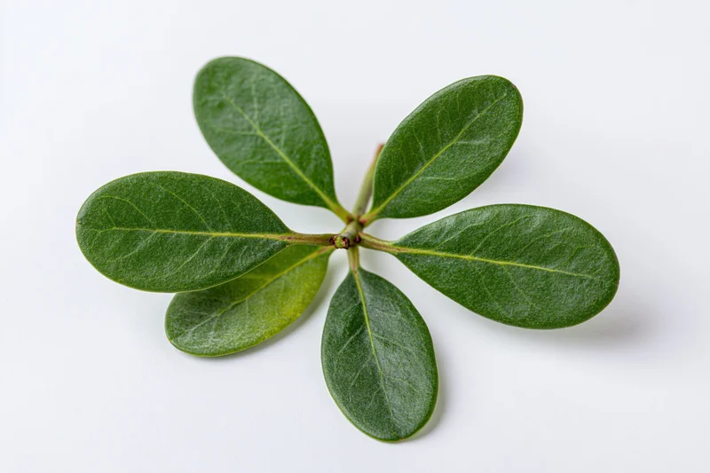 Small leafy branch with seven oval green leaves arranged symmetrically on white background