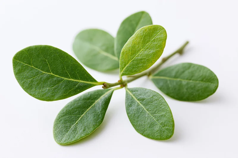 Small leafy branch with seven oval green leaves on white background
