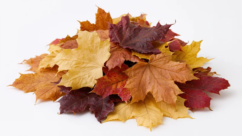 Pile of autumn maple leaves arranged in a low mound on white background