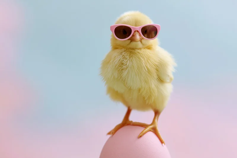 Baby chick wearing pink sunglasses standing on a pink egg against a pastel background