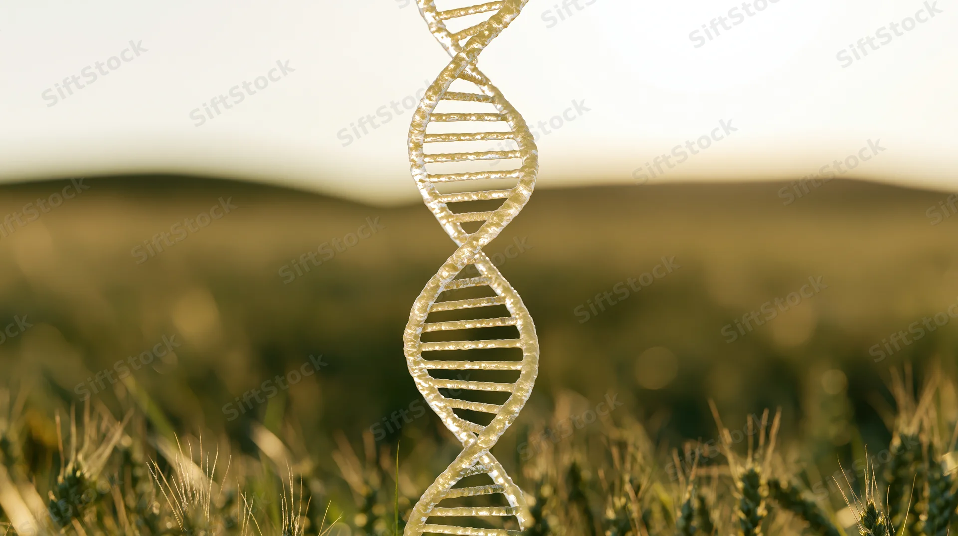 Translucent dna double helix rising from a wheat field at golden hour