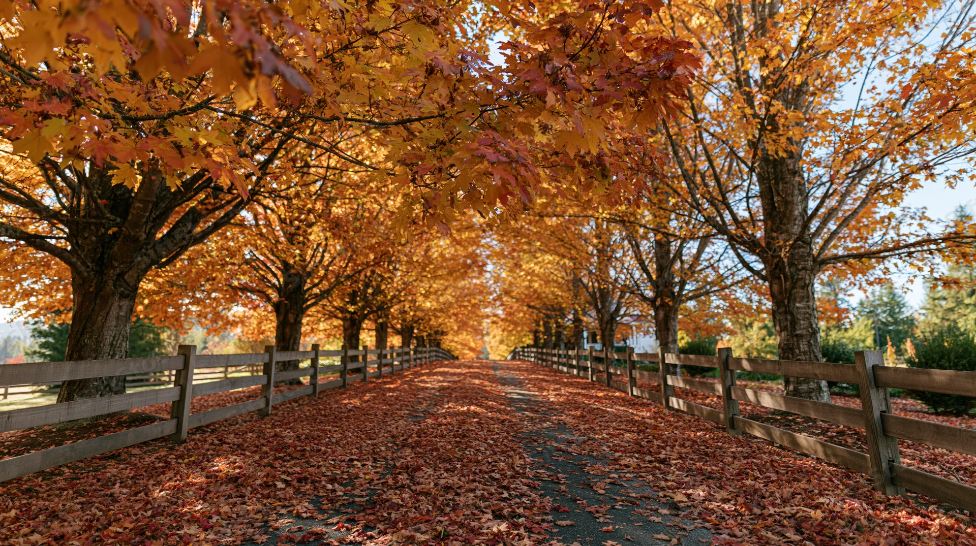 Maple trees lining a country lane covered in fallen autumn leaves with wooden fences on both sides