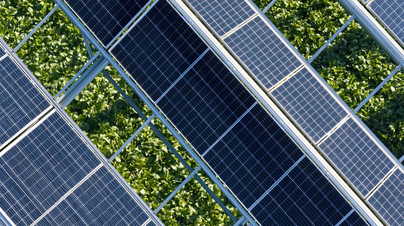 Solar panels arranged in rows on a greenhouse roof above green crops