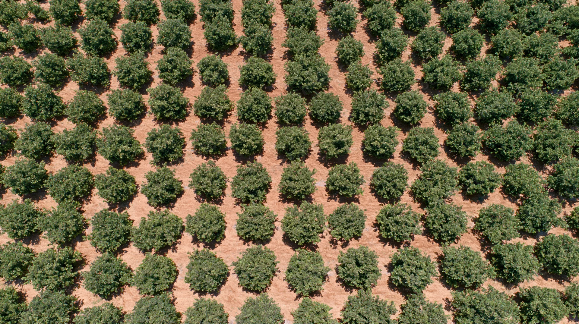 Aerial topdown view of a large commercial almond orchard with rows of green trees on brown soil