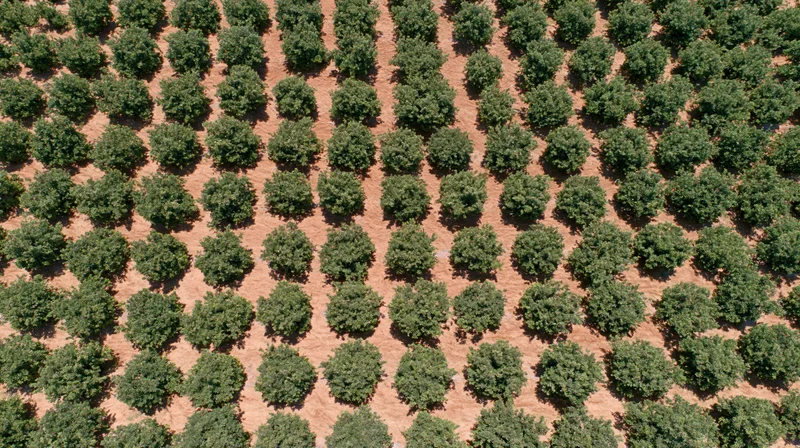 Aerial topdown view of a large commercial almond orchard with rows of green trees on brown soil
