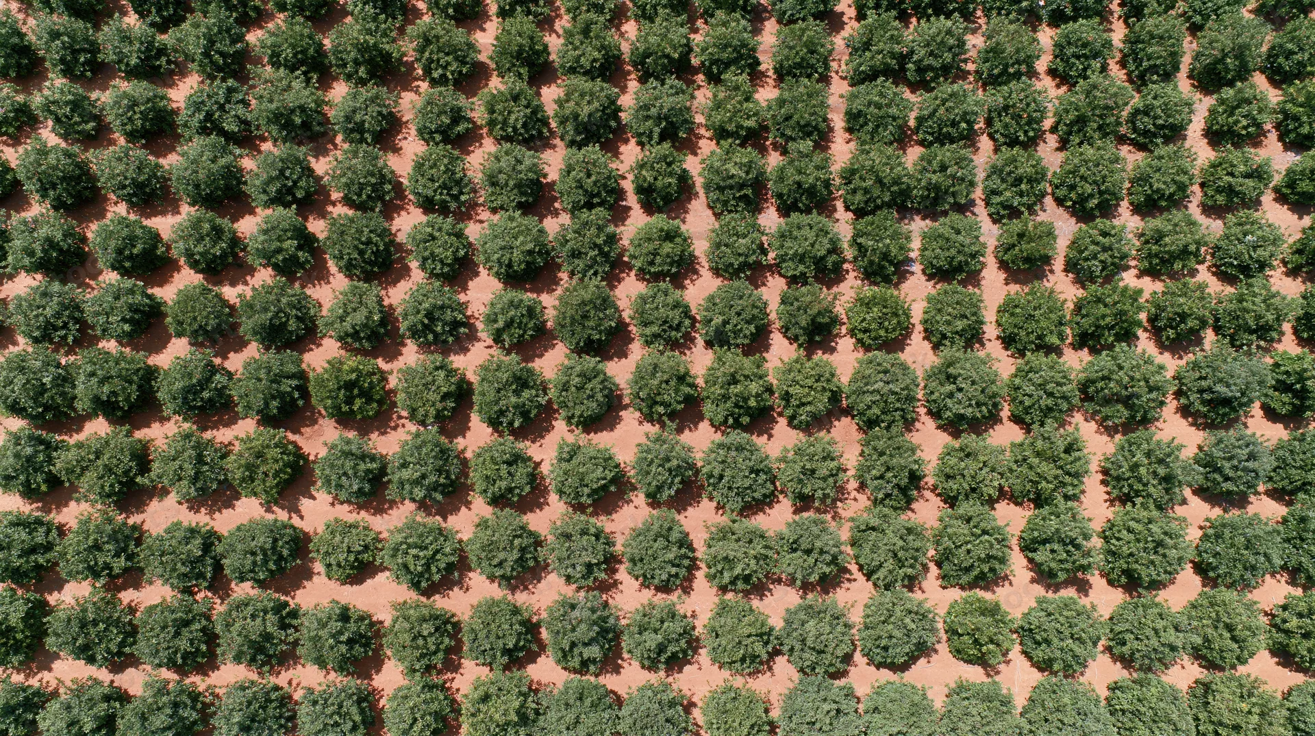 Aerial view of almond trees arranged in neat rows across a commercial orchard