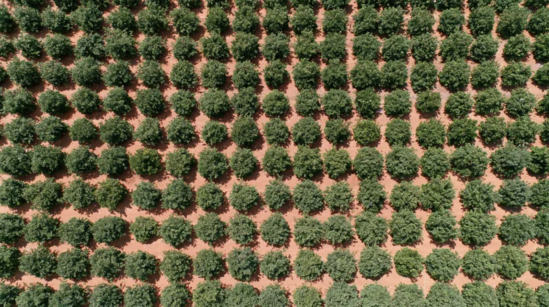 Aerial view of almond trees arranged in neat rows across a commercial orchard