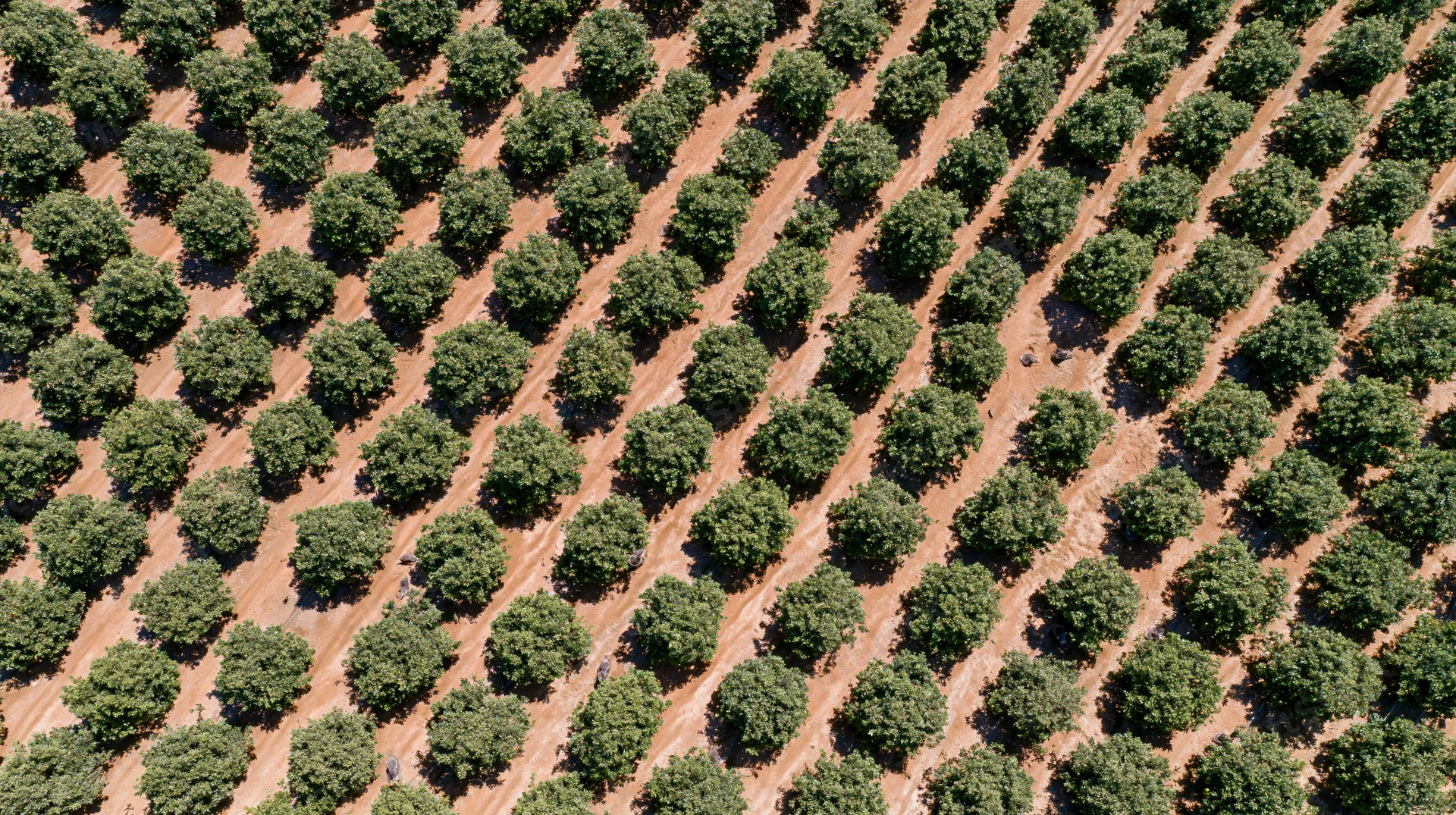 Aerial view of a large commercial orchard with rows of trees planted in neat diagonal lines across farmland
