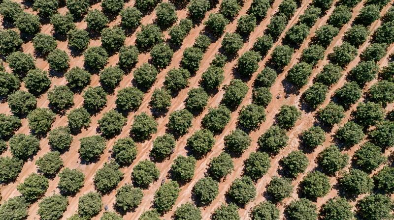 Aerial view of a large commercial orchard with rows of trees planted in neat diagonal lines across farmland