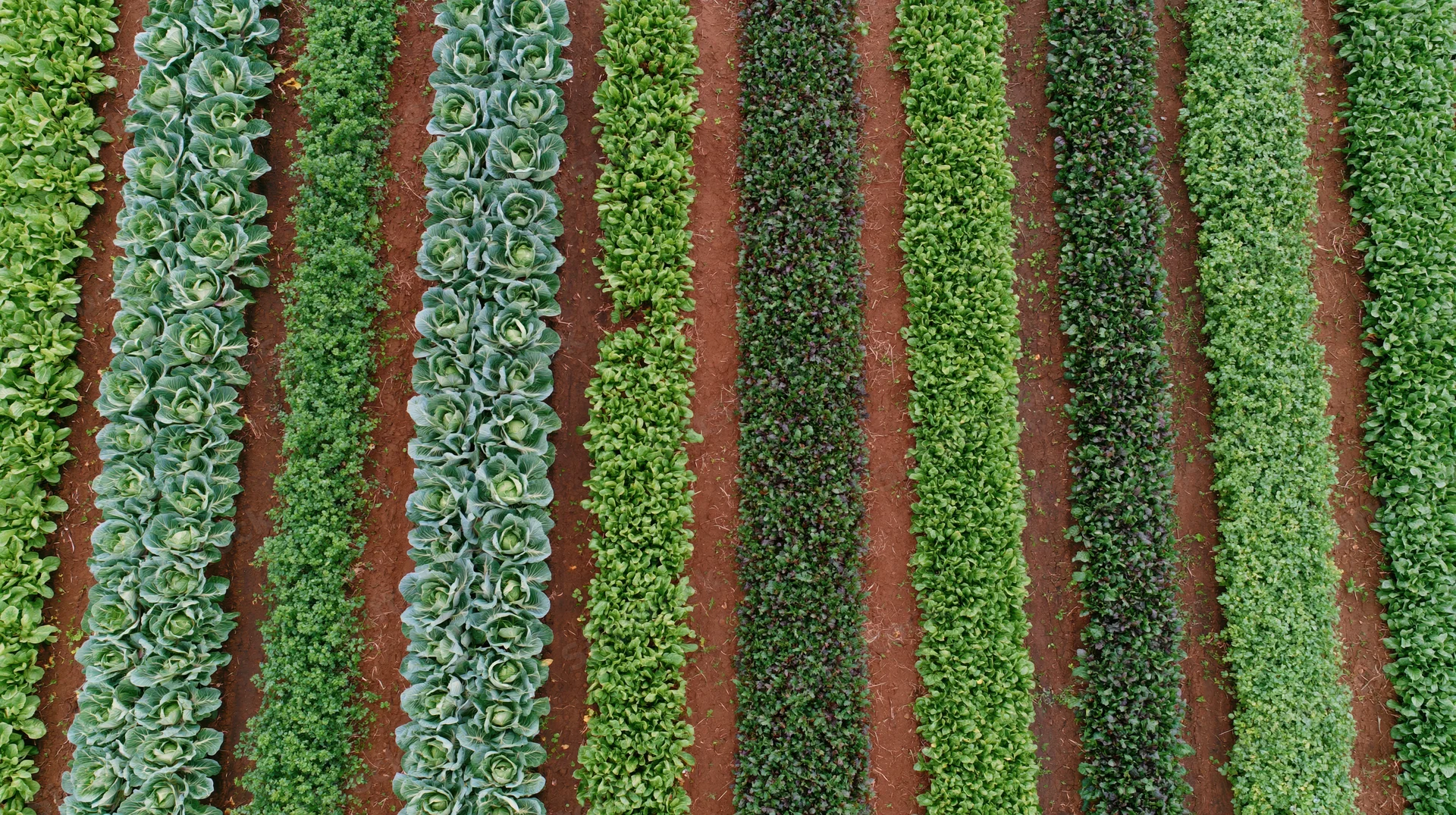 Aerial view of parallel rows of leafy vegetables growing in a farm field