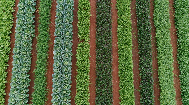 Aerial view of parallel rows of leafy vegetables growing in a farm field