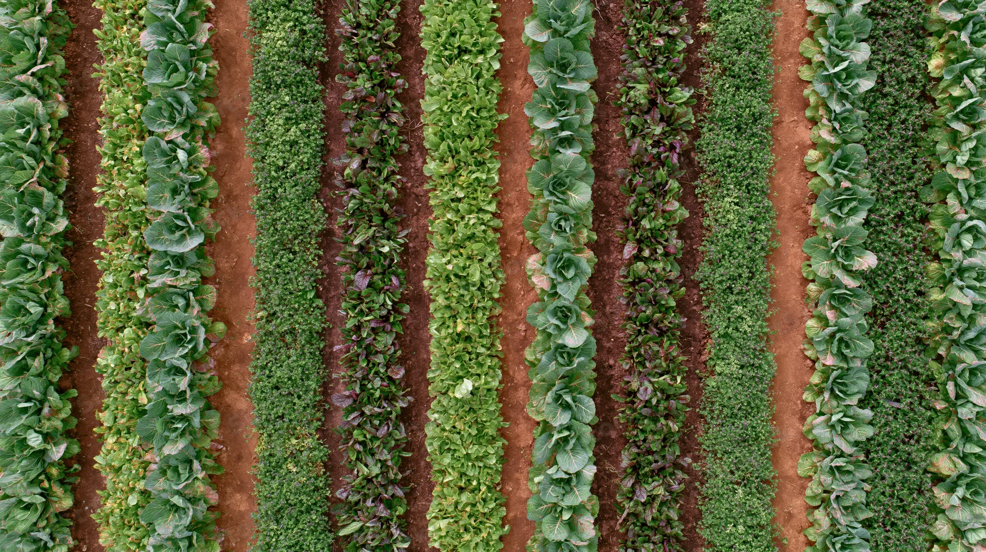 Aerial view of parallel rows of leafy green vegetables growing in a farm field