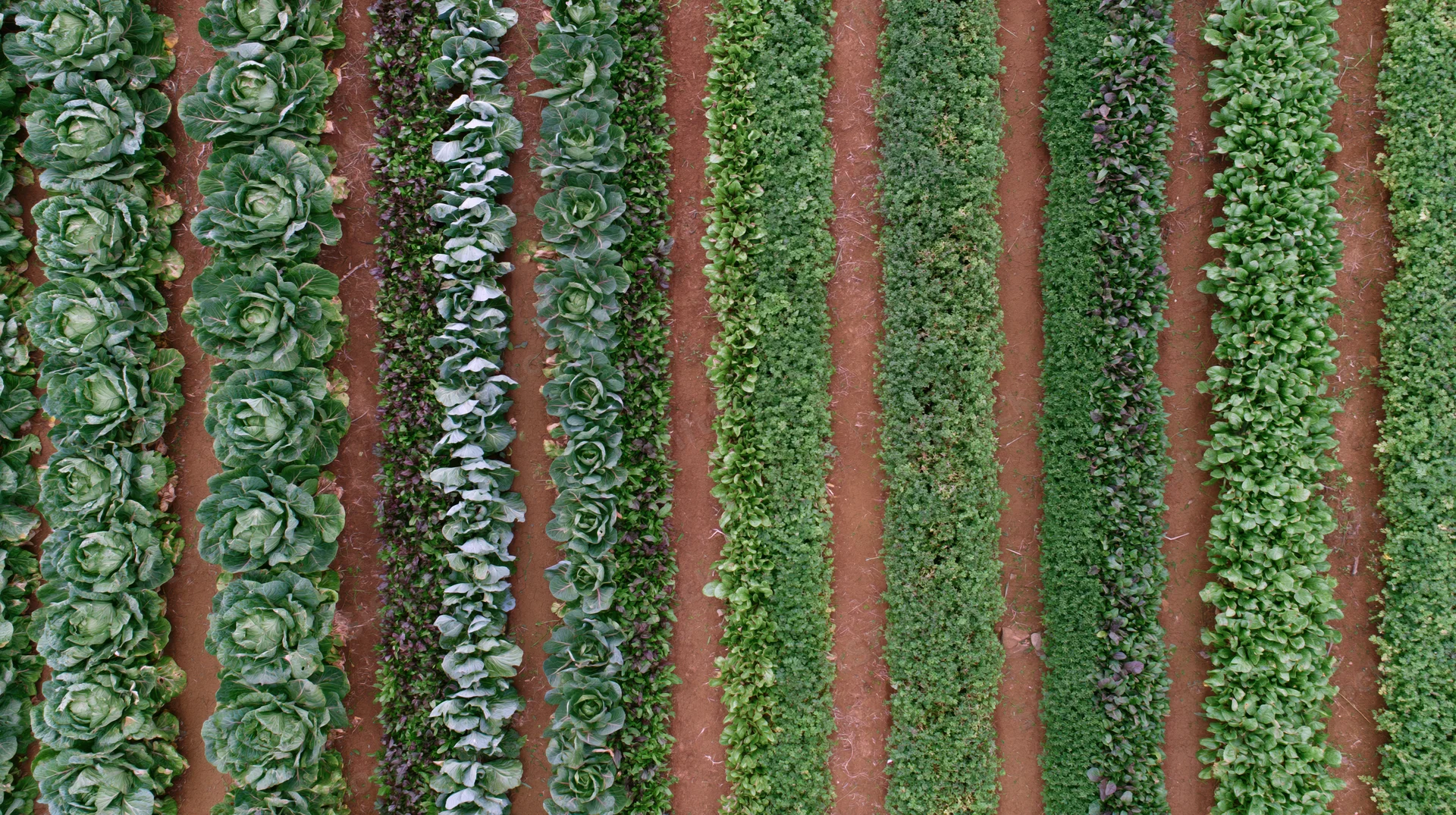 Aerial view of parallel rows of leafy green vegetables growing in a farm field