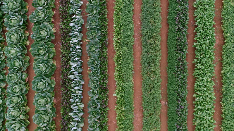 Aerial view of parallel rows of leafy green vegetables growing in a farm field