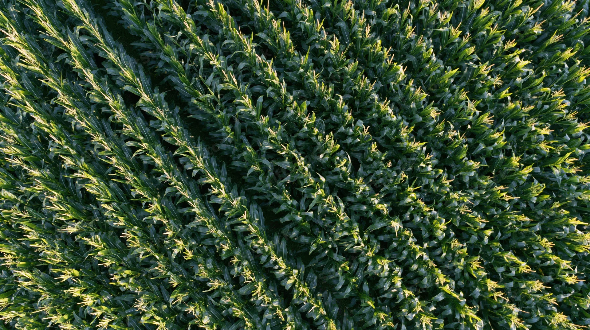Aerial top-down view of rows of mature wheat in a cultivated field under sunlight