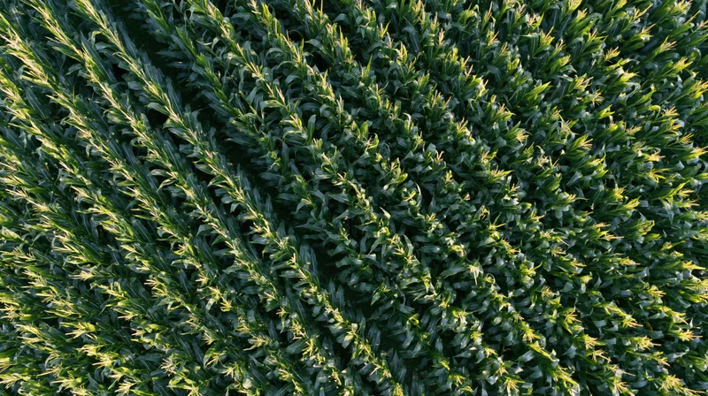 Aerial top-down view of rows of mature wheat in a cultivated field under sunlight