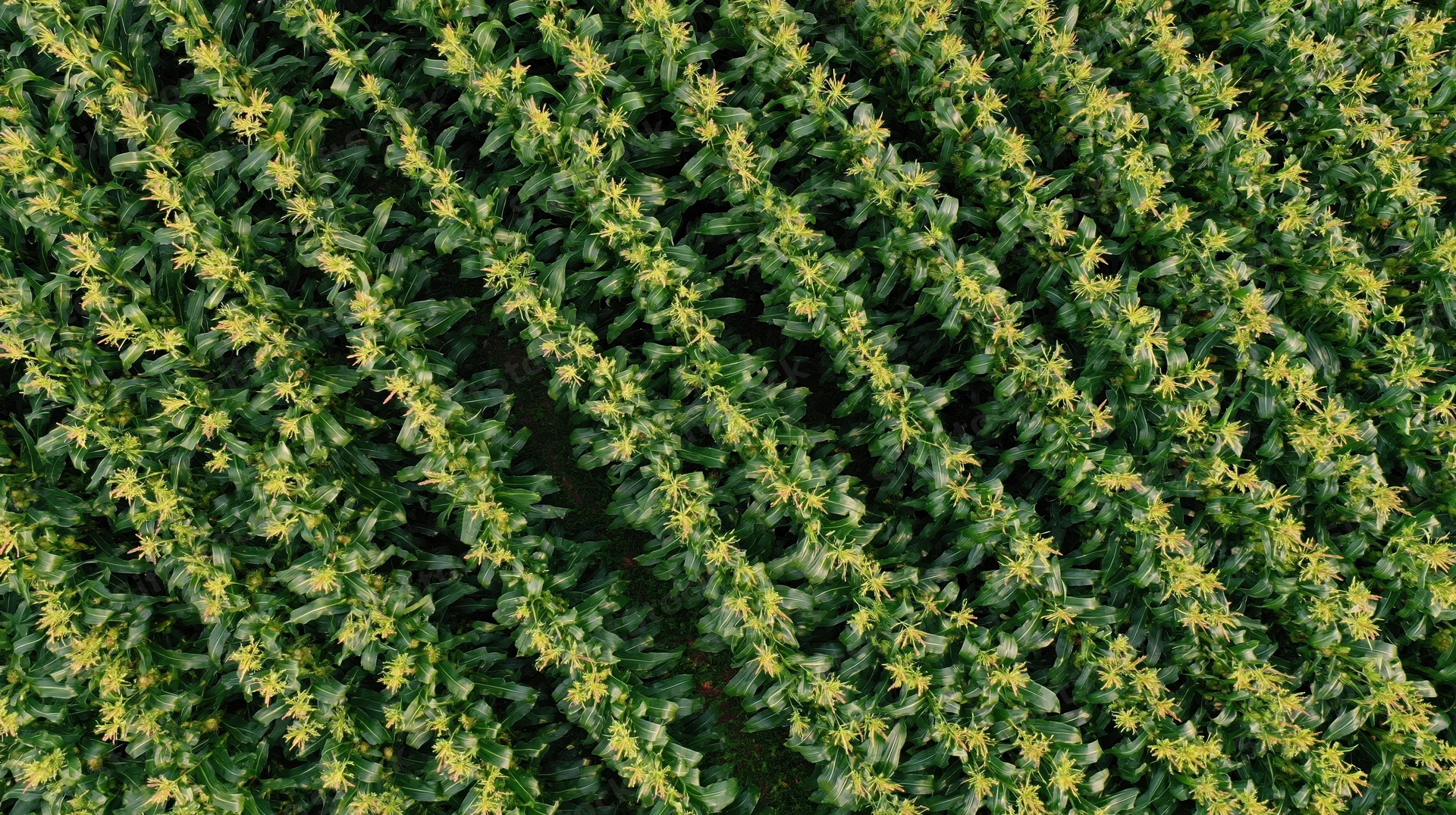 Aerial top-down view of a cornfield with rows of mature stalks and tassels in summer growth