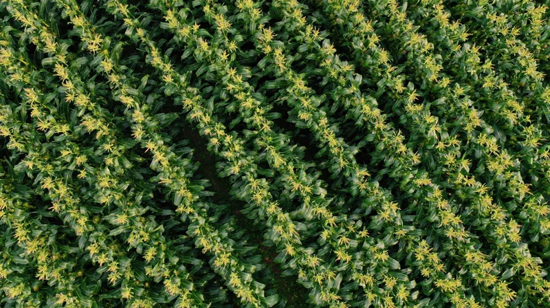 Aerial top-down view of a cornfield with rows of mature stalks and tassels in summer growth