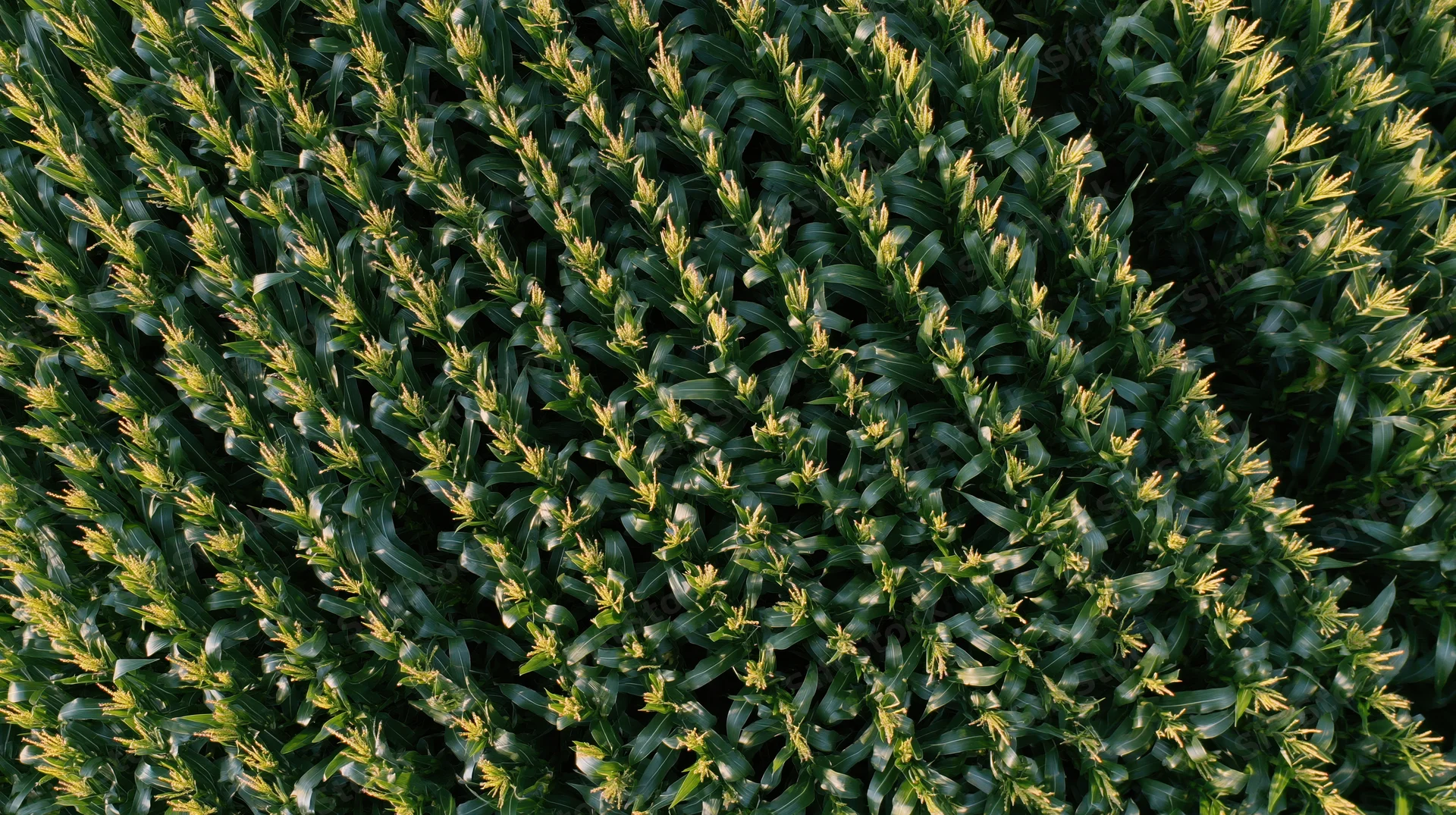 Aerial top-down view of mature cornfield with green stalks and yellow tassels in rows