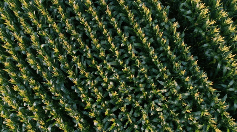 Aerial top-down view of mature cornfield with green stalks and yellow tassels in rows