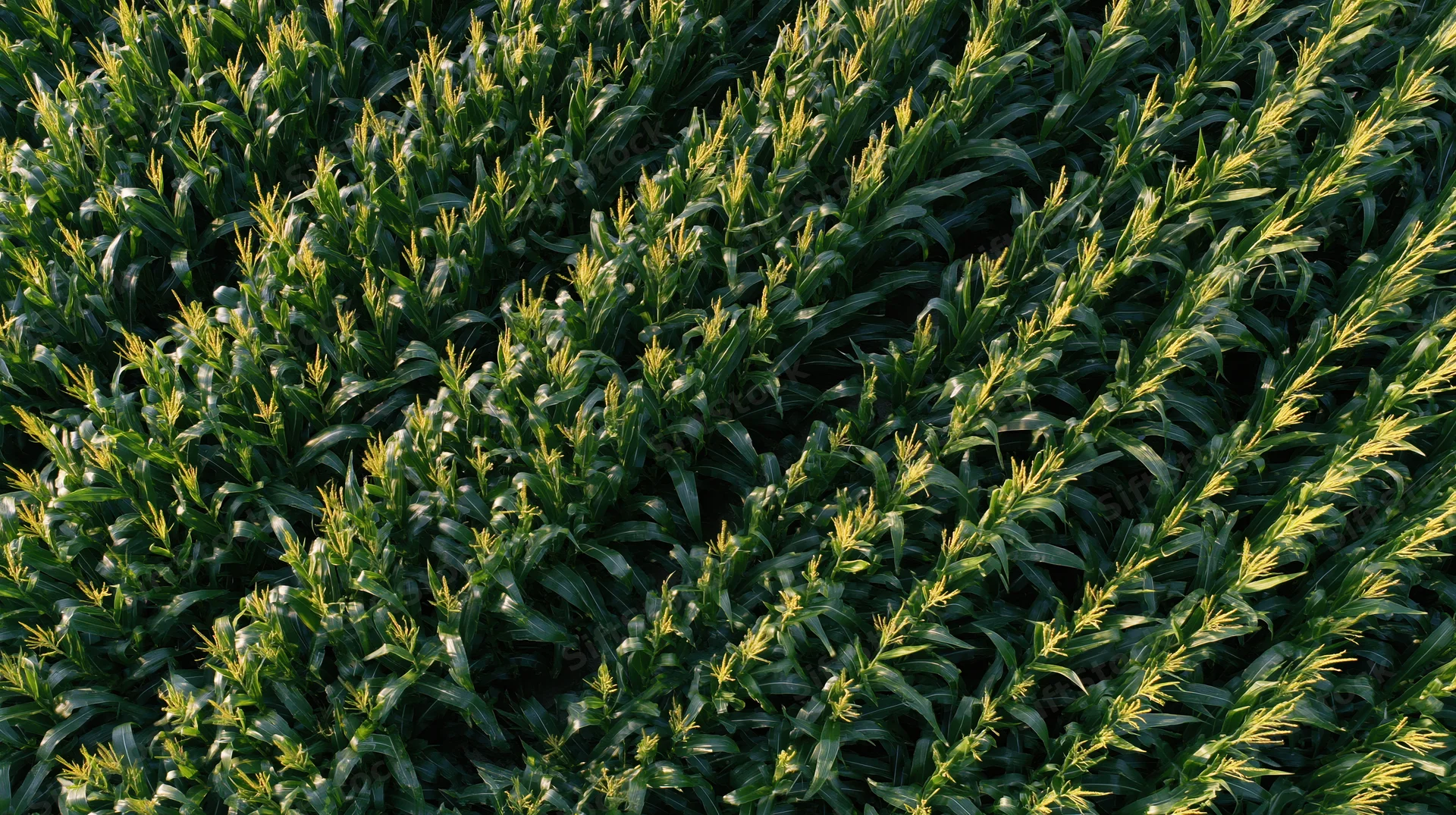 Aerial top-down view of mature corn rows in a green agricultural field
