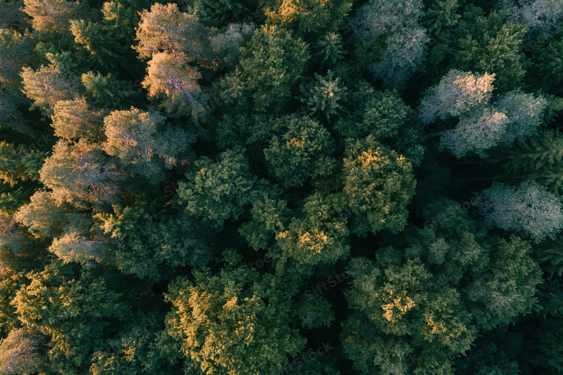 Aerial top-down view of dense mixed forest canopy with sunlight filtering through treetops