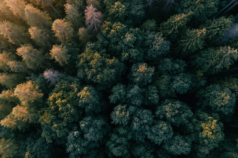 Aerial top-down view of dense mixed forest canopy with conifer and deciduous trees in natural light