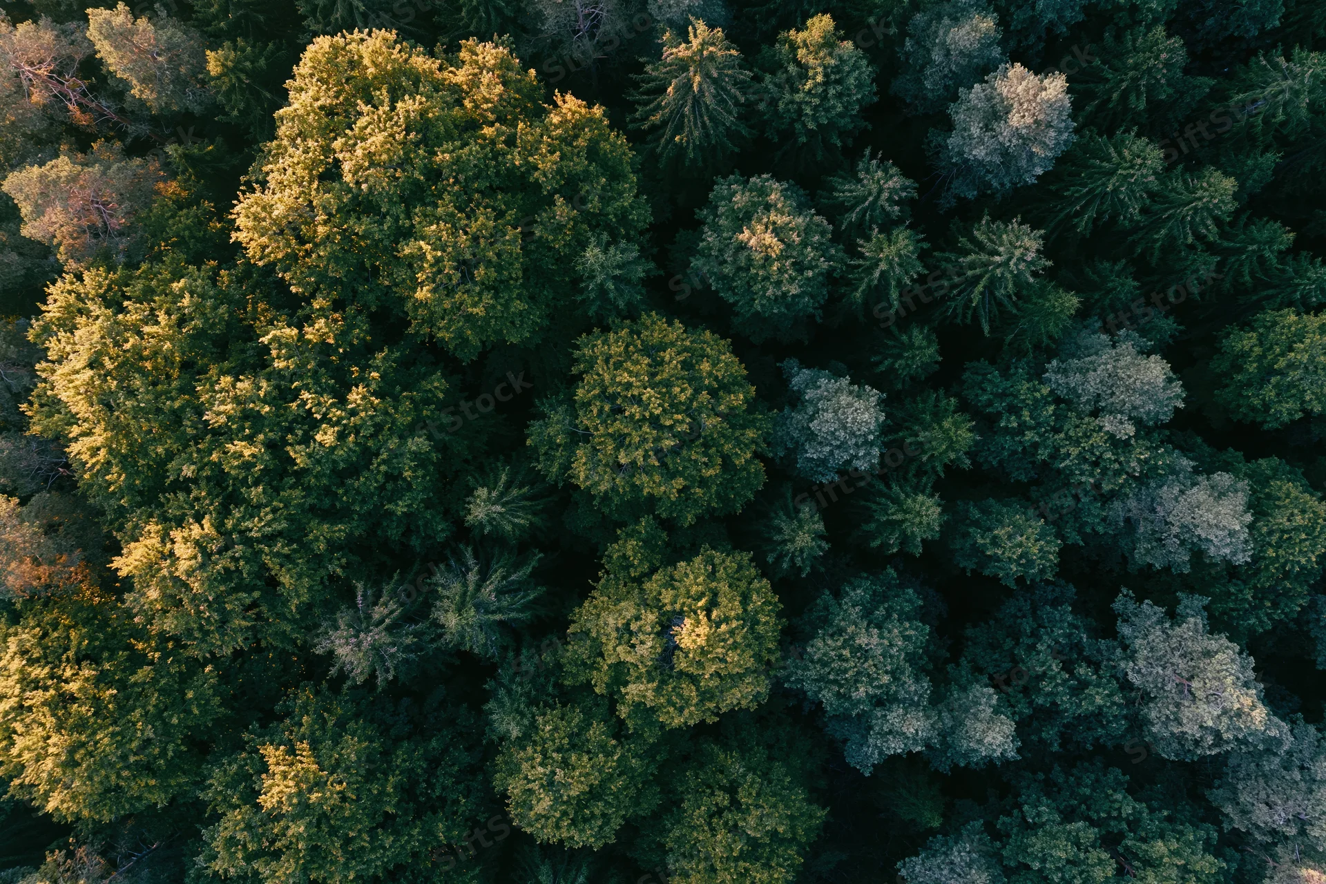 Aerial top-down view of dense mixed forest canopy with evergreen and deciduous trees