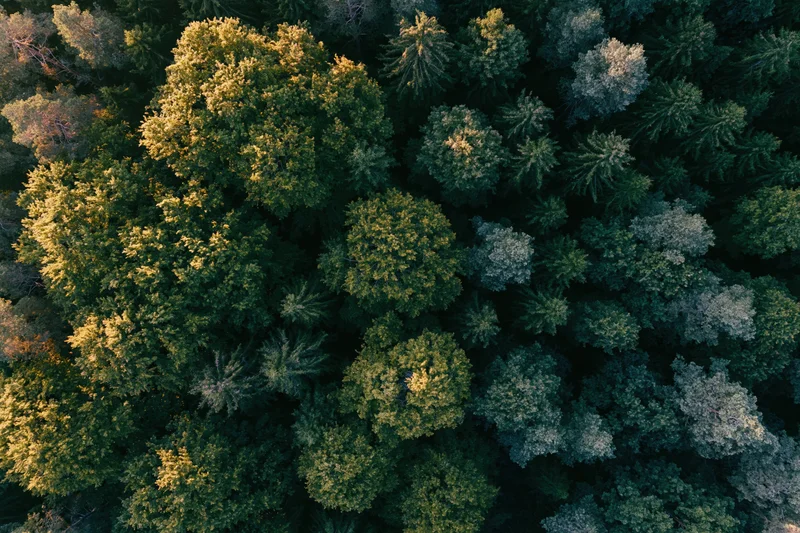Aerial top-down view of dense mixed forest canopy with evergreen and deciduous trees