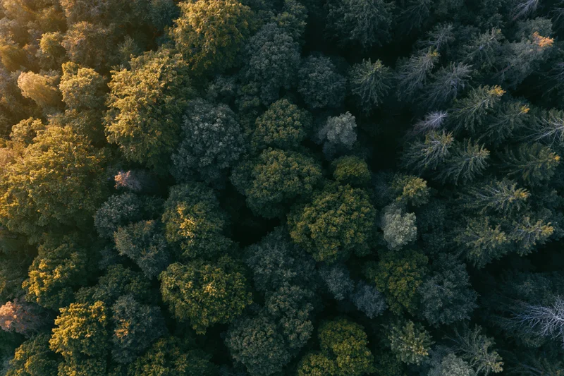 Aerial top-down view of dense mixed forest canopy with sunlight filtering through treetops