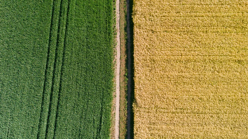 Aerial top-down view of a narrow dirt path dividing green and yellow crop fields in a rural farm landscape