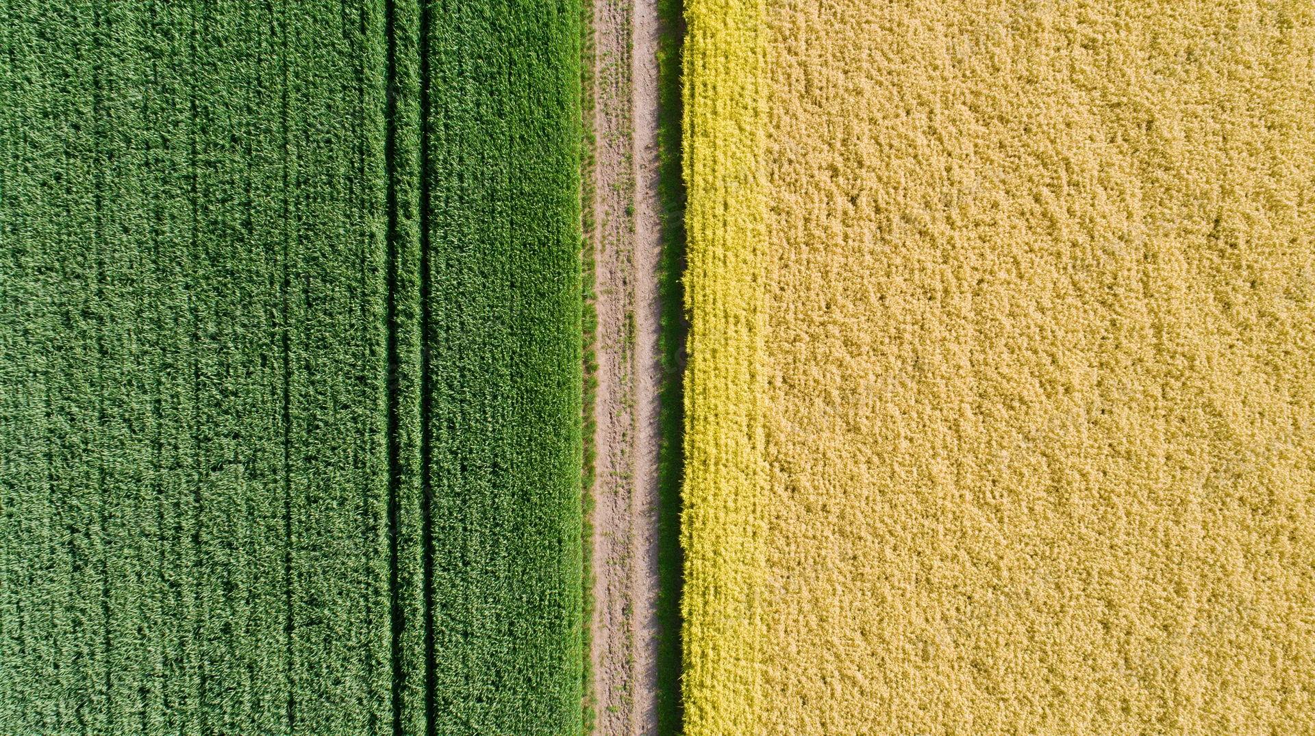 Aerial top-down view of a narrow dirt path dividing green and yellow crop fields