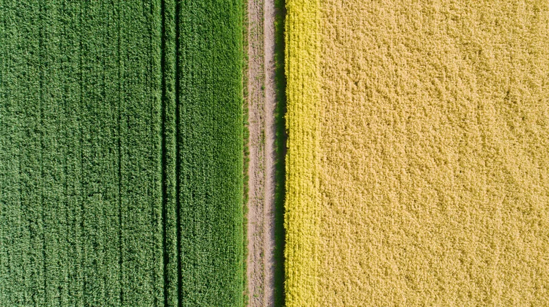 Aerial top-down view of a narrow dirt path dividing green and yellow crop fields