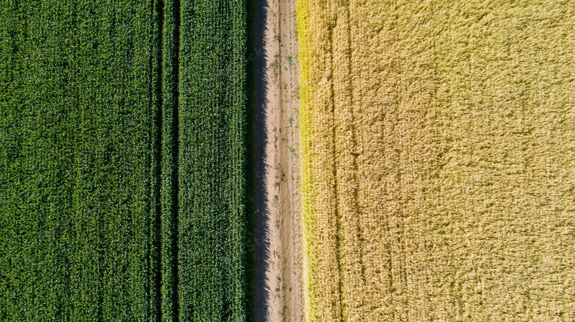 Aerial top-down view of a narrow dirt path dividing green cornfield from golden wheatfield